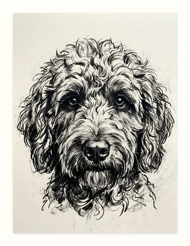 Labradoodle Charcoal charcoal drawing wall art by Brunelvi
